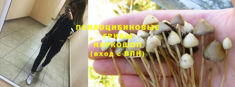 Псилоцибиновые грибы Psilocybine cubensis  Лыткарино 